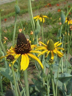 Rudbekia wielka (Rudbeckia maxima) pojemnik P13 (doniczka 13x13x13 cm), żółte / w odcieniu żółtym
