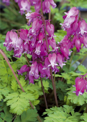 Serduszka piękne 'Luxuriant' (Dicentra formosa) sadzonka korzeniowa, różowe / w odcieniu różowym