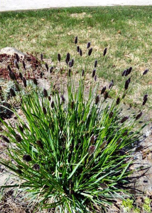 Sesleria Heuflera (Sesleria heufleriana) pojemnik P11 (doniczka 11X11X12cm); 1 szt., czarne / bardzo ciemne
