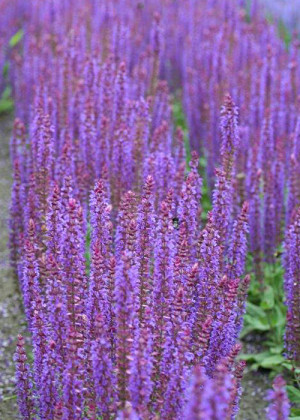Szałwia omszona 'Ostfriesland' (Salvia nemorosa) pojemnik P13 (doniczka 13x13x13 cm), fioletowe / w odcieniu fioletowym