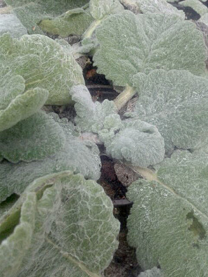 Szałwia srebrzysta  'Artemis' (Salvia argentea) pojemnik C2 (doniczka okrągła 2 litrowa), białe / w odcieniu białym