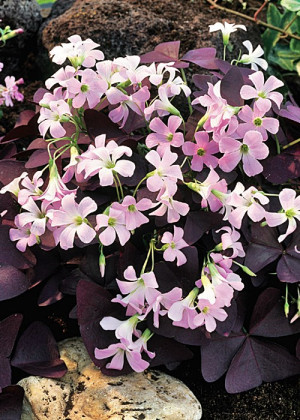 Szczawik trójkątny (Oxalis triangularis) pojemnik P11 (doniczka 11x11x12 cm); 5 szt., różowe / w odcieniu różowym