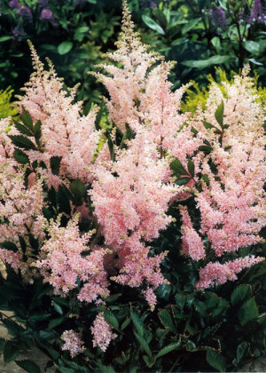 Tawułka japońska 'Peach Blossom' (Astilbe japonica) sadzonka korzeniowa, różowe / w odcieniu różowym