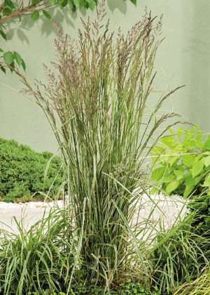 Trzcinnik ostrokwiatowy 'Overdam' (Calamgrostis x acutiflora) pojemnik C2 (doniczka okrągła 2 litry),