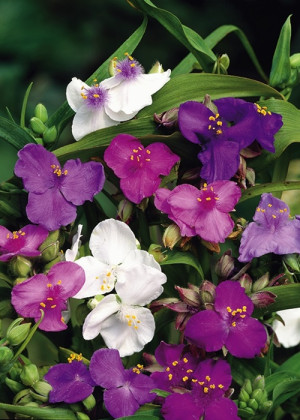 Trzykrotka wirginijska mix (Tradescantia virginiana) pojemnik P11 (doniczka 11X11X12cm); 1 szt., mieszanka kolorów
