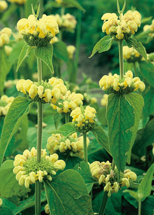 Żeleźniak Russela (Phlomis russeliana) pojemnik P11 (doniczka 11X11X12cm); 1 szt., żółte / w odcieniu żółtym