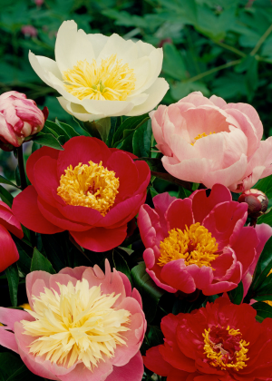 [Zestaw] Piwonia pojedyńcza 3 szt.