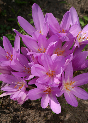 Zimowit jesienny 'The Giant' (Colchicum autumnale) pojemnik P13 (doniczka 13x13x13cm), różowe / w odcieniu różowym, fioletowe / w odcieniu fioletowym