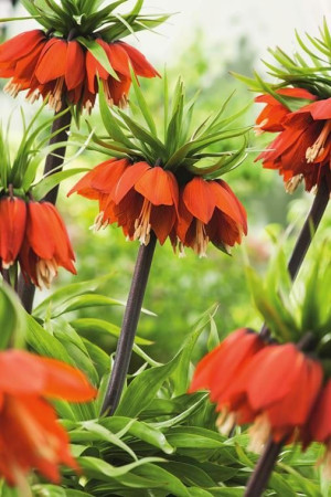 Cesarska korona 'Red Beauty' (Fritillaria imperialis) pojemnik P15 (doniczka 15x15x15cm), czerwone / w odcieniu czerwonym, pomarańczowe / w odcieniu p