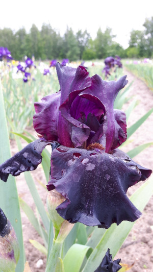 Irys amerykański 'Dracula's Kiss' (Iris germanica) sadzonka korzeniowa, fioletowe / w odcieniu fioletowym