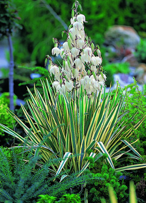 Juka 'Bright Edge' (Yucca ) pojemnik P11 (doniczka 11X11X12cm); 1 szt., białe / w odcieniu białym