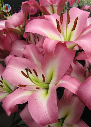 Lilia drzewiasta 'Albaretto' (Lilium OT hybrid) cebulki kwiatowe, rozmiar 22+, różowe / w odcieniu różowym