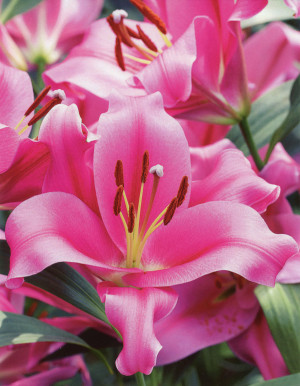 Lilia drzewiasta 'Pinnacle' (Lilium OT hybrid) cebulki kwiatowe, rozmiar 20+, różowe / w odcieniu różowym