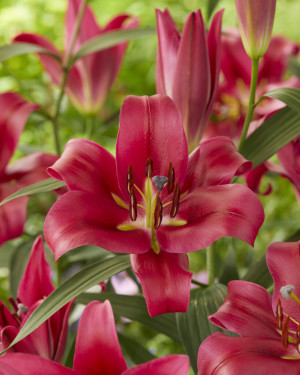 Lilia drzewiasta  'Red Desire' (Lilium OT hybrid) cebulki kwiatowe, rozmiar 24/+; 1 szt., czerwone / w odcieniu czerwonym