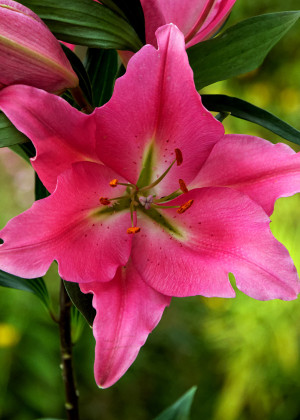Lilia orientalna 'Praiano' (Lilium orientalis) pojemnik P15 (doniczka 15x15x15cm), różowe / w odcieniu różowym