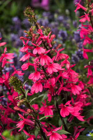 Lobelia 'Rose Princes' (Lobelia x speciosa) pojemnik C2 (doniczka okrągła 2 litry), różowe / w odcieniu różowym