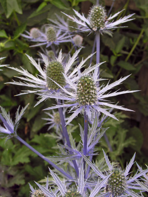 Mikołajek alpejski 'Jos Eijking" (Eryngium alpinum) sadzonka korzeniowa, niebieskie / w odcieniu niebieskim