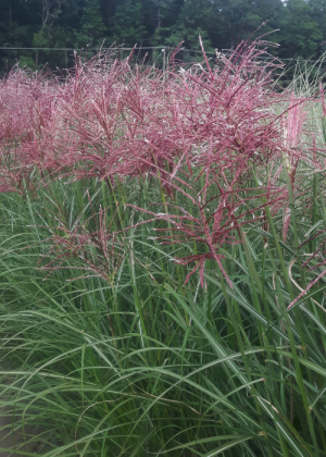 Miskant chiński 'Ferner Osten' (Miscanthus sinensis) pojemnik C2 (doniczka okrągła 2 litry),