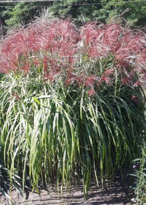 Miskant chiński 'Malepartus' (Miscanthus sinensis) pojemnik C2 (doniczka okrągła 2 litry), różowe / w odcieniu różowym
