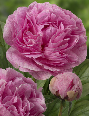 Piwonia 'The Fawn' (Paeonia lactiflora) sadzonka 2/3 oczka, różowe / w odcieniu różowym