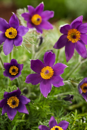 Sasanka 'Blue' (Pulsatilla vulgaris) pojemnik P11 (doniczka 11x11x12), niebieskie / w odcieniu niebieskim