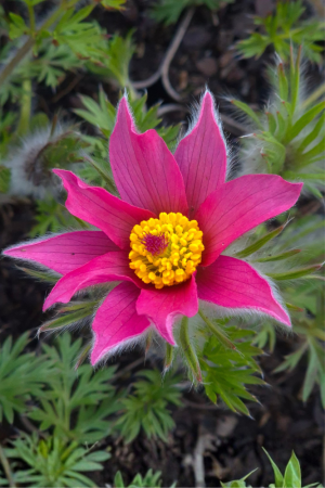 Sasanka 'Pink' (Pulsatilla vulgaris) pojemnik P9 (doniczka 9x9x10cm), różowe / w odcieniu różowym