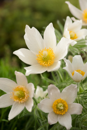 Sasanka 'White' (Pulsatilla vulgaris) pojemnik P11 (doniczka 11x11x12), białe / w odcieniu białym