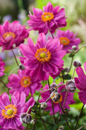 Zawilec japoński 'Pamina' (Anemone hupehensis) pojemnik P9 (doniczka 9x9x10cm), różowe / w odcieniu różowym