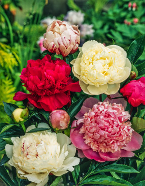 [Zestaw] Piwonia 3 szt.