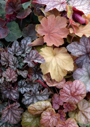 Żurawka MIX 3 szt. (Heuchera) pojemnik C2 (doniczka okrągła 2 litry), białe / w odcieniu białym