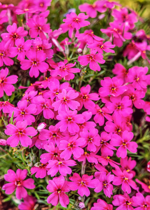 Floks szydlasty 'Scarlet Flame' (Phlox subulata) pojemnik P11 (doniczka 11x11x12), czerwone / w odcieniu czerwonym