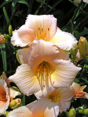 Liliowiec 'Mini Pearl' (Hemerocallis hybrida) sadzonka korzeniowa, różowe / w odcieniu różowym, pomarańczowe / w odcieniu pomarańczowym