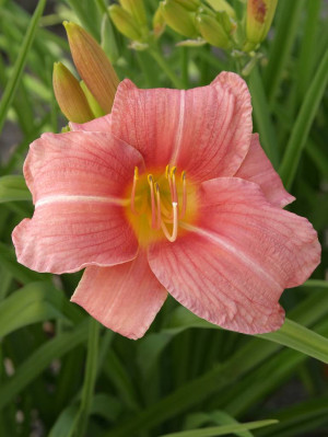 Liliowiec 'Prairie Bells' (Hemerocallis hybrida) sadzonka korzeniowa, różowe / w odcieniu różowym
