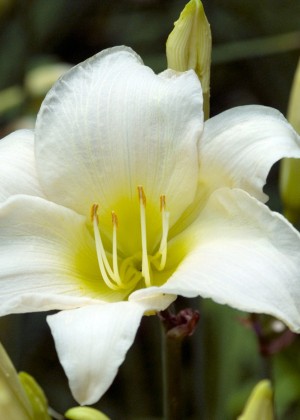 Liliowiec 'White Temptation' (Hemerocallis hybrida) sadzonka korzeniowa, białe / w odcieniu białym