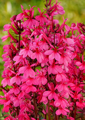 Lobelia okazała 'Starship Deep Rose' (Lobelia speciosa) pojemnik C2 (doniczka okrągła 2 litry), różowe / w odcieniu różowym