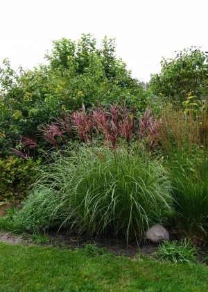 Miskant chiński 'Red Chief' (Miscanthus sinensis) pojemnik C2 (doniczka okrągła 2 litry), czerwone / w odcieniu czerwonym