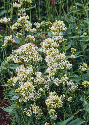 Ostrogowiec czerwony 'Albus' (Centranthus ruber) pojemnik P13 (doniczka 13x13x13 cm), białe / w odcieniu białym
