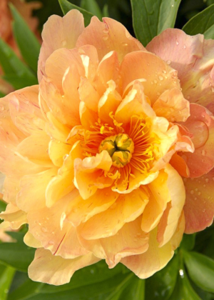 Piwonia ITOH 'Singing In The Rain' (Paeonia ITOH hybrid) sadzonka 5+ oczek, różowe / w odcieniu różowym, kwiaty dwubarwne, pomarańczowe / w odcieniu p