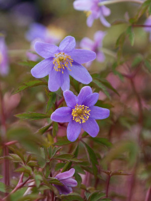 Zawilec gajowy 'Royal Blue' (Anemone nemorosa) pojemnik P9 (9x9x10cm) 3 kłącza, niebieskie / w odcieniu niebieskim