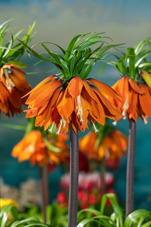 Cesarska korona 'Orange Beauty' (Fritillaria imperialis) pojemnik P15 (15x15x15cm); 1 szt., pomarańczowe / w odcieniu pomarańczowym