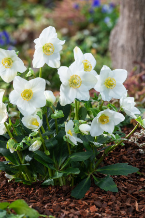 Ciemiernik biały 'Advent Star' (Helleborus niger) pojemnik P13 (doniczka 13x13x13 cm), białe / w odcieniu białym