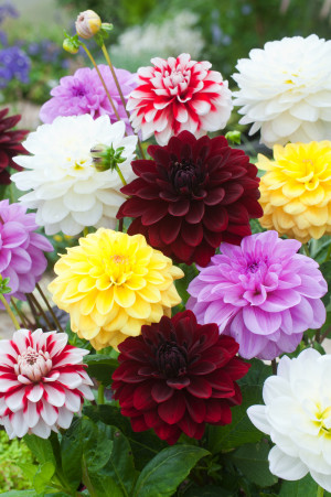 Dalia dekoracyjna MIX 5 szt. (Dahlia) karpa 5 szt., mieszanka kolorów