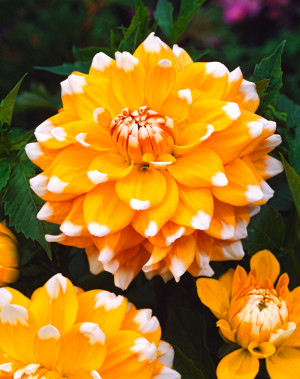 Dalia dekoracyjna 'Seattle' (Dahlia) karpa, żółte / w odcieniu żółtym