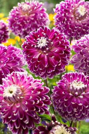 Dalia dekoracyjna 'Vancouver' (Dahlia) karpa, fioletowe / w odcieniu fioletowym, kwiaty dwubarwne