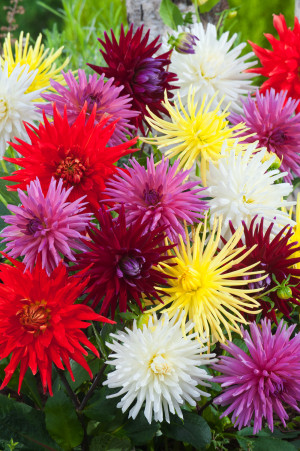 Dalia kaktusowa MIX 5 szt. (Dahlia) sadzonka korzeniowa 5 szt., mieszanka kolorów