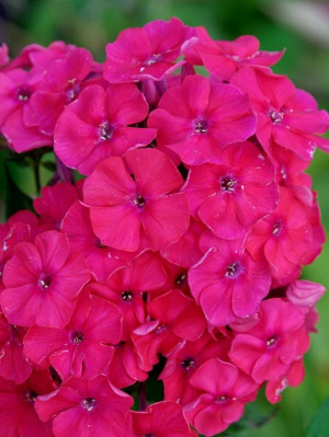 Floks 'Red Riding Hood' (Phlox paniculata) pojemnik P9 (doniczka 9x9x10cm), czerwone / w odcieniu czerwonym