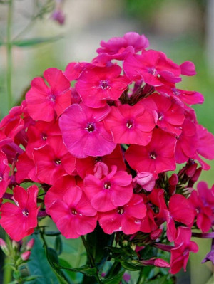 Floks 'Red Riding Hood' (Phlox paniculata) sadzonka korzeniowa, czerwone / w odcieniu czerwonym