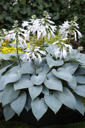 Funkia 'Bullet Proof' (Hosta) pojemnik P11 (doniczka 11x11x11 cm), fioletowe / w odcieniu fioletowym