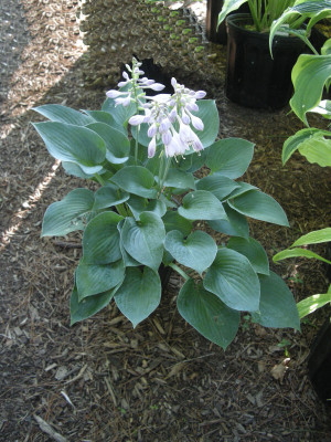 Funkia 'Hadspen Blue' (Hosta) pojemnik C2 (doniczka okrągła 2 litry), fioletowe / w odcieniu fioletowym