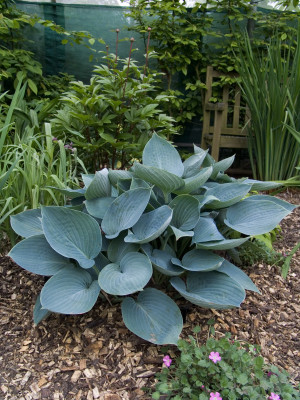 Funkia 'Moody Blues' (Hosta) pojemnik P3.5 (doniczka kwadratowa 3,5 litra), białe / w odcieniu białym